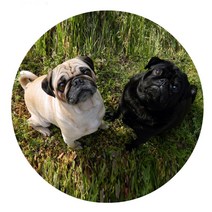 스윗리빙 데일리 펫 주방매트, 08, 1개