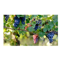 UVDS 주방아트보드 익어가는 포도, 1개