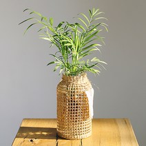 그리니움 수경식물 테이블야자 + 라탄 화병 세트, 혼합색상, 1세트
