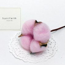 보존화 목화 10p, 핑크