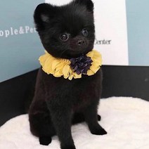 피카노리 반려동물 쉬폰플라워 케이프 S, 옐로우, 1개