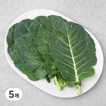 GAP 한끼 케일, 80g, 5개