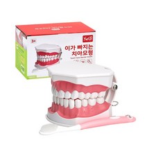 캐스비 네이처 이가 빠지는 치아 모형, 혼합 색상