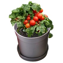 컬러키친가든 앉은뱅이 텃밭세트, 방울토마토(그레이)