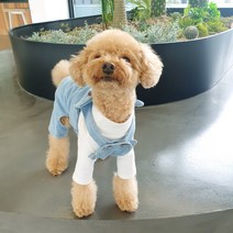 바이굄 반려동물 올인원 쁘띠베어 멜빵바지, 블루