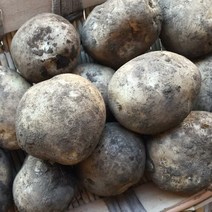 [팔도농장] 22년 수확 화산토 햇 제주감자(왕특) 20kg/식자재용, 단품