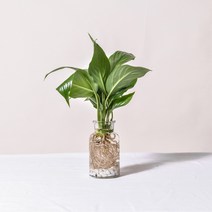 필플랜트 수경재배식물 모던글라스 DIY세트 모음, 1개, 4.스파트필름+수경재배세트(모던글라스+흰돌)
