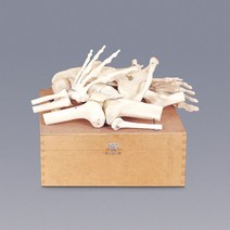 (JLS) 관절모형 (척추 어깨 팔목 무릎 등) 각관절의 기능 및 역할학습용 7종 1셋트 뼈모형 과학교재