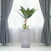 에코플랜트 대형화분 개업 거실 인테리어 실내 식물 카페 승진 사무실이전 화분 배송[서울.경기 평일 당일배송] <지방 및 영종도 가평 강화도 배송불가>, 22. 아가베아테누아타 검정, 1개” class=”wr-img”></a></div></p></div></p></div></p></div><div class=