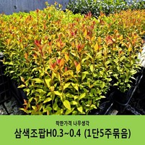 착한가격 나무생각 조팝나무 묶음모음, 삼색조팝H0.3~0.4(30~40cm) 5주묶음