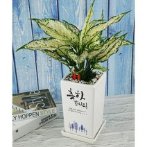[메세지화분] 축하합니다 Ver1 승진 영전 개업 이사 생일 축하화분, 스노우사파이어