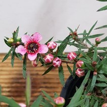 행복한꽃순이//호주매화(분홍홑겹)/한목대