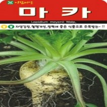 AR 마카 씨앗 좋은 식품 씨앗 100립