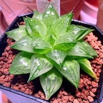 하월시아 빙사탕 고급 비싼 다육 반려 희귀식물 식테크, 1개