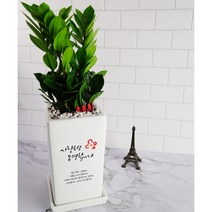 선생님교수님 감사축하 화분선물 실내공기정화 금전수 돈나무 스투키 녹보수 해피트리 안시리움, 칼라콩고(버킨)