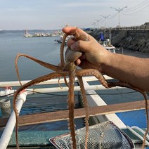 생물 태안 활낙지 산낙지 낚지 생물낙지 생낙지 자연산 낙지 1kg, 대(3~5미)