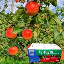 껍질째 먹는 주왕산 청송 꿀 사과 5kg 19-20과