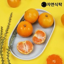 자연식탁 [산지직송]제주 고당도 하우스감귤 1.5kg 랜덤과(못난이)