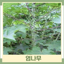 엄나무 묘목 음나무 실생1년생 뿌리묘 3개