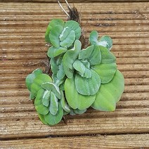 행복한꽃순이 물배추(10개 1세트)