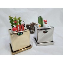 중앙탑다육농원*피쉬본선인장&용신목체험키트*대량구매별도문의, 용신목, 검정, 1개
