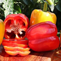 혼합 과일파프리카 파프리카농장 2.5kg 5kg 파프리카쥬스, 1박스, 5kg