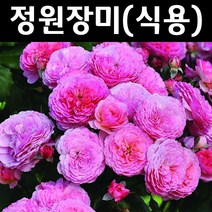 식용장미/데오 클레버 나무 묘목 화분 1개/정원/공원/조경수