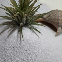 CF무균 하얀 규사모래120kg 호주 청정 자연규사 어린이모래놀이 인체무해 실내조경및인테리어 화분장식및테라리움 원예용, 1개