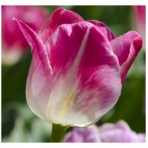 트리앤 향이좋은 튤립구근 Tulip 수선화 히야신스 백합 구근 야생화 튜울립구근 수선화 구근 튜울립 봄꽃, 03. 튤립 (핑크)