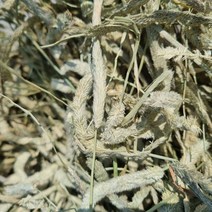 인생 건초 토끼 티모시 기니피그 먹이 두번 손질 티모시 500gx1개, 두번손질기본500gx1개