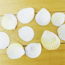 10P 만들기 꾸미기용 대형 천연 조개 껍데기 수족관 지층 수조 놀이 벽장식 캔들 방과후