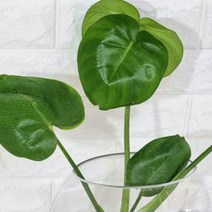 몬스테라 알보 히메 델리시오사 무늬 아단소니 키우기 몬스테리아