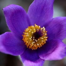 야생화피어나라플라워 할미꽃(보라) 1Set 2포트