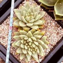 [올식스] 원종마리아철화 259