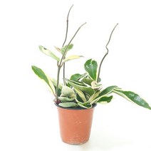 러브코리아 호야(소) 실내공기정화식물 공기청정식물 무야호, 단품, 1개