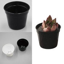 미니 모종컵 모종 육묘 화분 이색포트 PP 다육이 컵 60mm