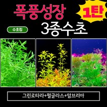 수초킹 폭풍성장 3종수초 (그린로타라+펄글라스+암브리아) / 구피 어항 초보 수초세트 치어 치비 은신처 놀이터, 심플세트(21촉)