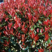 묘목]홍가시나무-레드로빈 : 9cm분/2개 Q2191, 1개