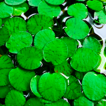 키우기 쉬운 드와프 프로그비트 (부상수초), 7개