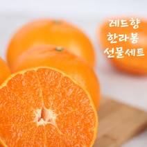 JEJU 윈터프린스 만감류 설선물세트 레드향 한라봉 3kg 5kg, 레드향 선물용 (3kg)