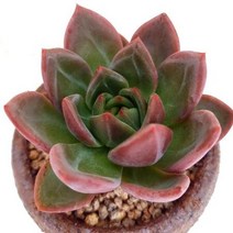 샴페인 다육이 붉은 물이 들어가는 다육 식물 랜덤 분포함1-70