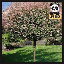 (나무판다) 플라밍고샐릭스 나무 묘목 트위스트형 키 1m내외 화분