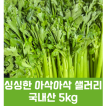 싱싱한 국내산 샐러리 5kg 샐러드 셀러리 셀러드 녹즙용 녹즙 신선초 비트 유기농 라파농원 케일 신선초 샐러리 비트 밀싹 보리순 당근 민들레 녹즙재료, 1개