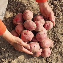 [생산자직송] 이봉래님의 창원 햇 홍감자(대특혼합) 5kg, 단품