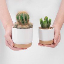 자동급수 다육이 미니 분갈이 화분 선인장 다육 식물 미니선인장 식물화분 다육이화분, 1-다육이화분-소형