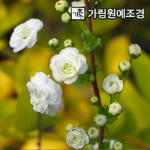 조팝나무 공조팝 장미조팝 설류화 황금조팝 삼색조팝, 장미조팝 7치화분