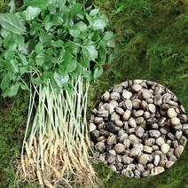 충남금산 고려인삼 인삼씨 개갑씨 인삼씨앗 개갑씨앗 100g, 1개