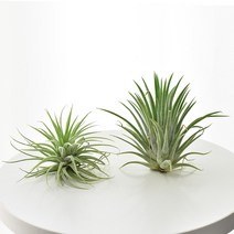 틸란드시아 이오난사 행잉플랜트 공기정화식물, 이오난사+목각인형(대/30cm)