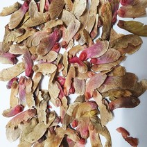 홍단풍씨앗50g(800립), 1개