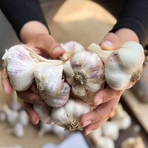 청년마켓 2023년 국내산 햇마늘 통마늘 특대 왕특, 특대 5kg, 1개